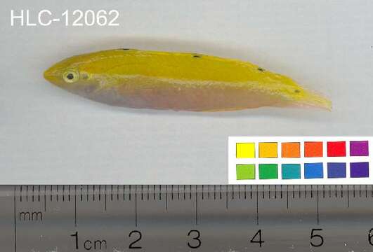 Image of Canarytop wrasse