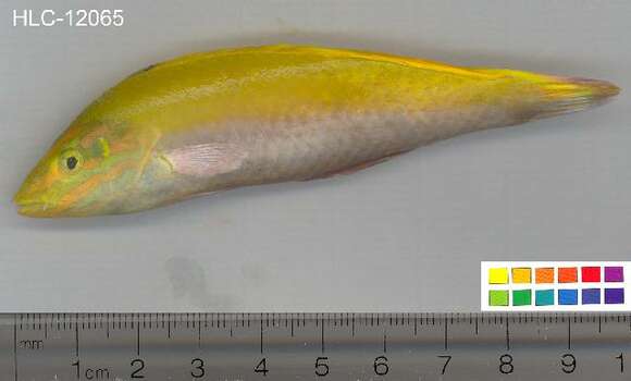 Image of Canarytop wrasse