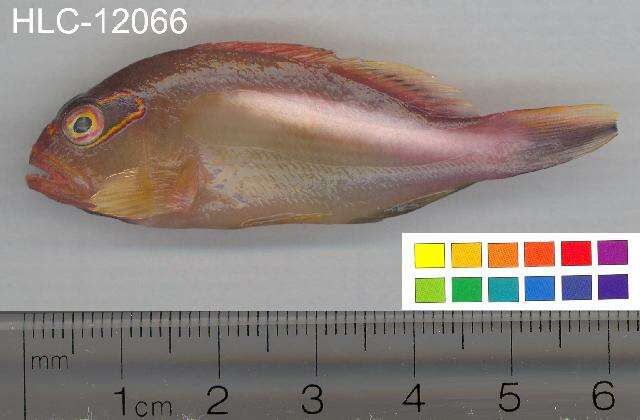 Image of Arc-eye Hawkfish