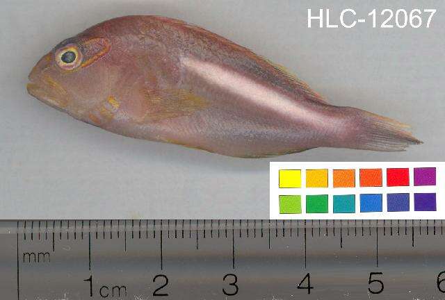 Image of Arc-eye Hawkfish