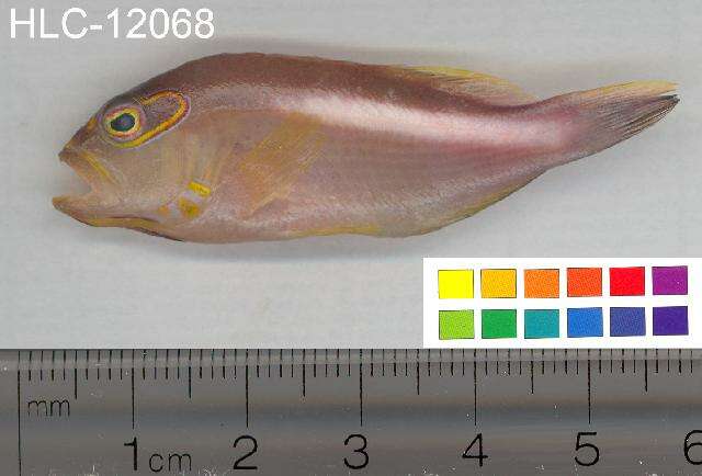 Image of Arc-eye Hawkfish