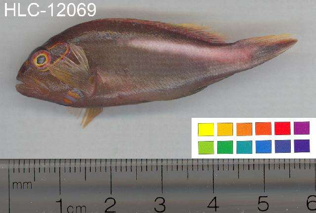 Image of Arc-eye Hawkfish