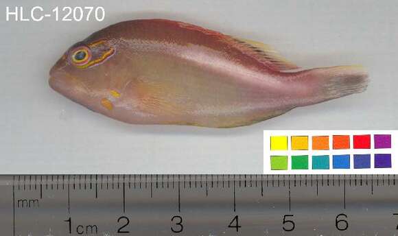 Image of Arc-eye Hawkfish