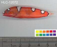 Image of African clown wrasse