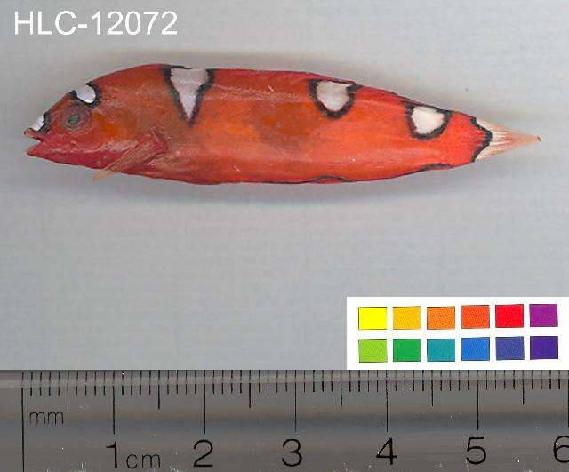 Image of African clown wrasse