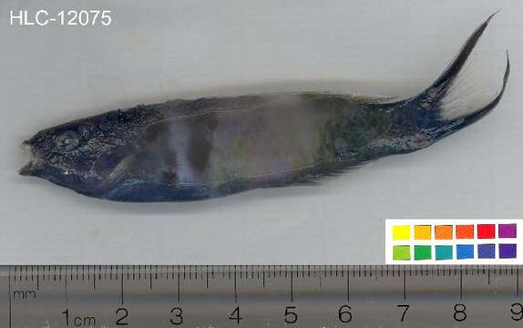 Image of Bluehead Wrasse