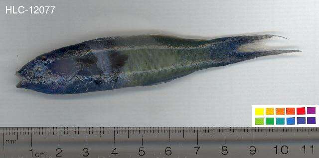 Image of Bluehead Wrasse