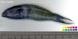 Image of Bluehead Wrasse