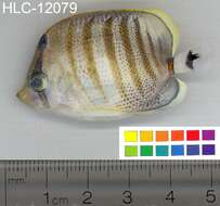 Image of Multiband Butterflyfish