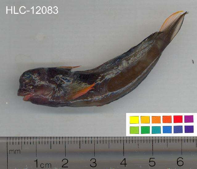 Image of Redlip Blenny