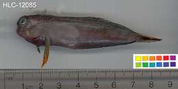 Image of Redlip Blenny