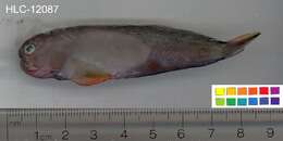 Image of Redlip Blenny