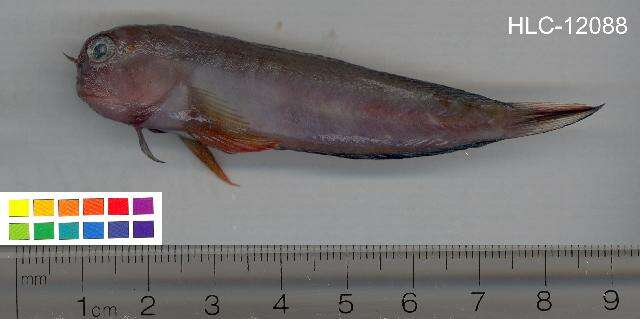 Image of Redlip Blenny