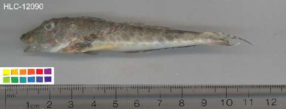 Image of Bandtail sea-robin