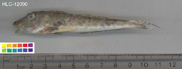 Image of Bandtail sea-robin