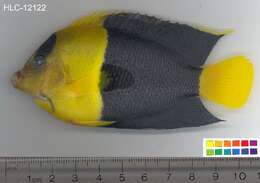 Image of Bicolor Angelfish