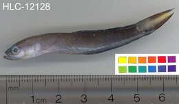 Image of Arrow dart-goby