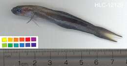 Image of Arrow dart-goby