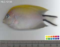 Image of Black-spot Angelfish