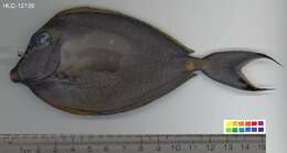 Image of Barcheek Unicornfish