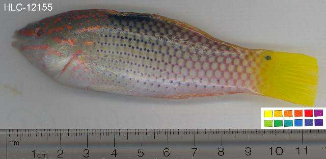 Image of Checkerboard wrasse