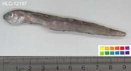 Image of Blackedge Cusk-eel