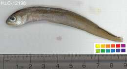 Image of Blackedge Cusk-eel