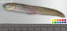 Image of Blackedge Cusk-eel