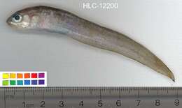 Image of Blackedge Cusk-eel