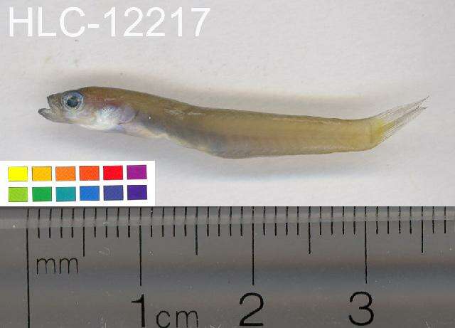 Image of Blue gudgeon