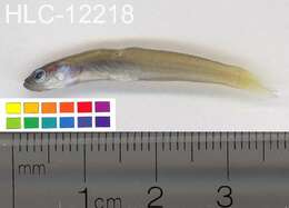 Image of Blue gudgeon