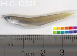 Image of Blue gudgeon