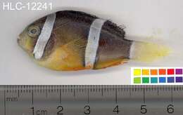 Image of Sebae Anemonefish