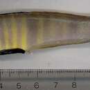 Image of Peacock shrimpgoby