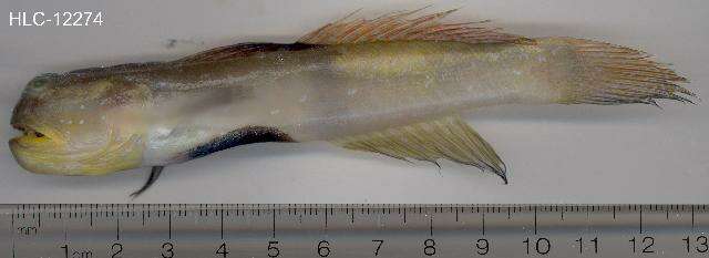 Image of Peacock shrimpgoby