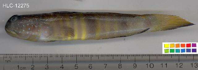 Image of Peacock shrimpgoby