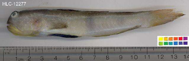 Image of Peacock shrimpgoby