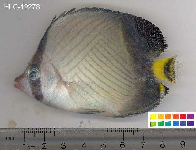 Image of Black-finned Vagabond