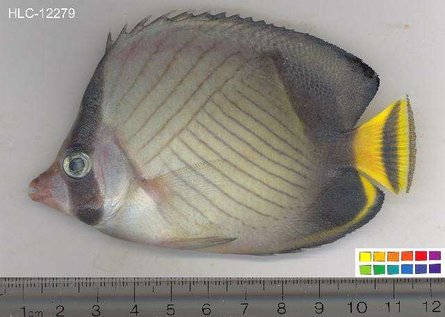 Image of Black-finned Vagabond