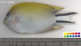 Image of Black-spot Angelfish