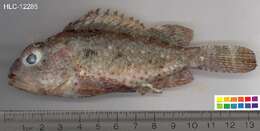Image of Barbfish