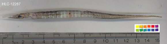 Image of Dusky pipefish