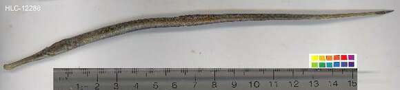 Image of Dusky pipefish