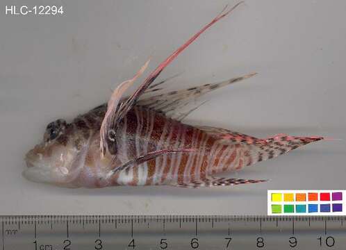 Image of Broadbarred firefish