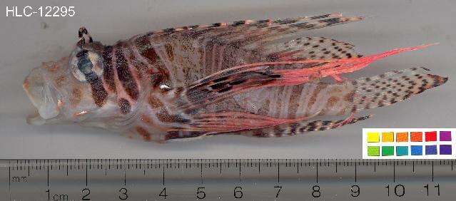 Image of Broadbarred firefish