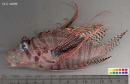 Image of Broadbarred firefish