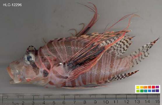 Image of Broadbarred firefish