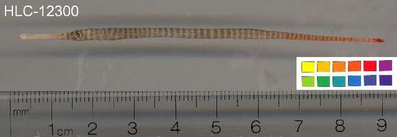 Image of Yellow banded pipefish