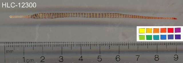 Image of Yellow banded pipefish