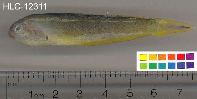Image of Canary fangblenny
